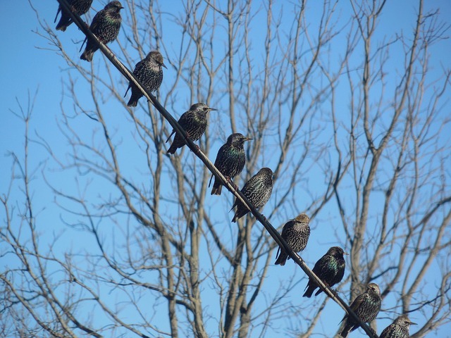 Comment empêcher les étourneaux de manger de la nourriture pour oiseaux ?