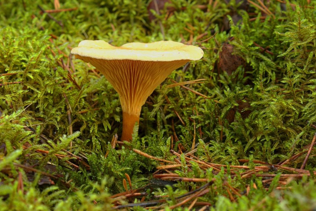 Comment nettoyer les champignons pour éviter toute tache de saleté ?